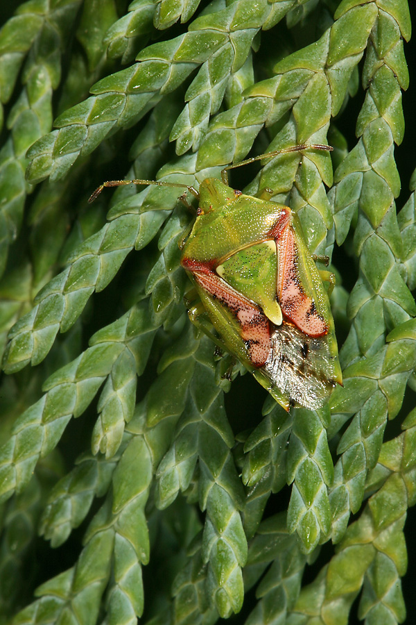 Cyphostethus tristriatus