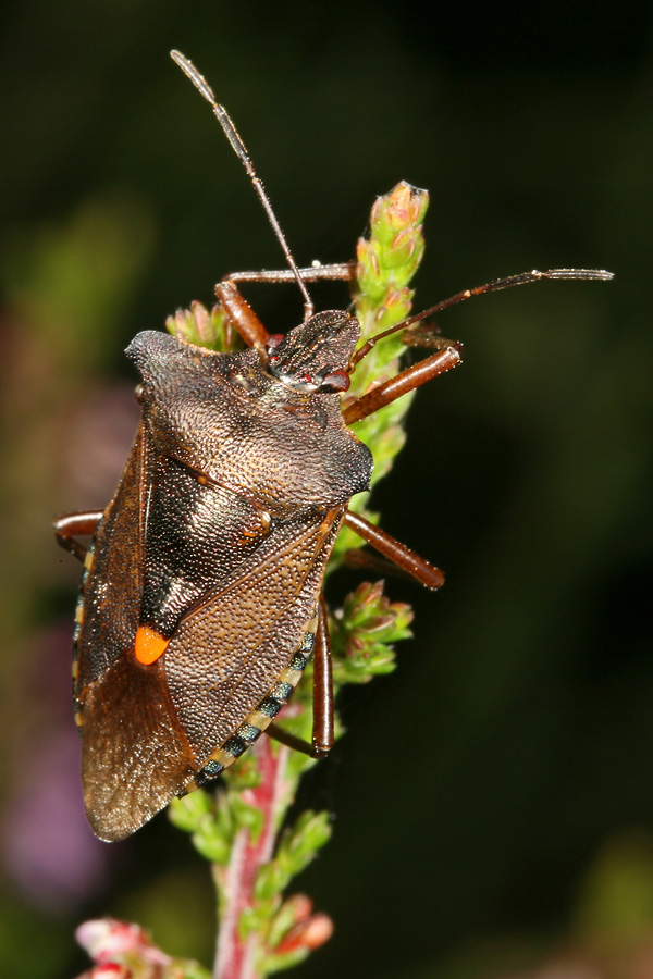 Pentatoma rufipes