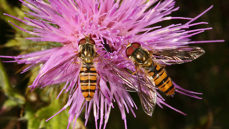 Hainschwebfliegen