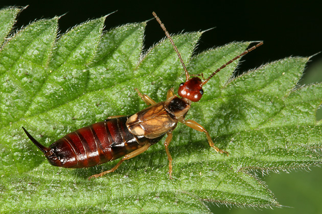 Forficula auricularia