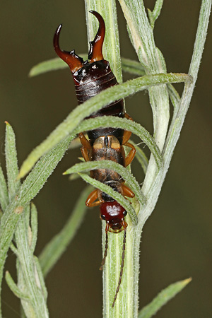 Forficula auricularia, W