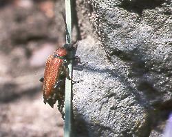 Roter Halsbock (Leptura rubra)