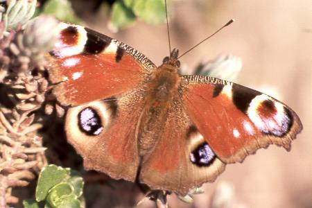 Tagpfauenauge (Inachis io)