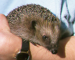 Junger Igel