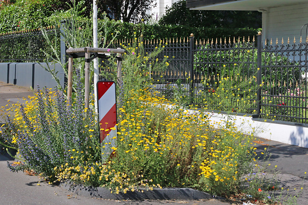 Bepflanzte Baumscheibe