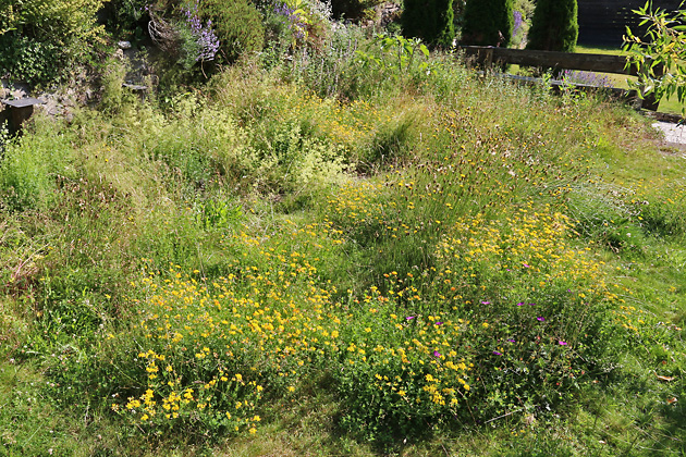 Wiese 2