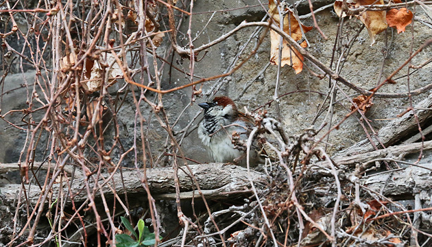 Spatz in Wildem Wein