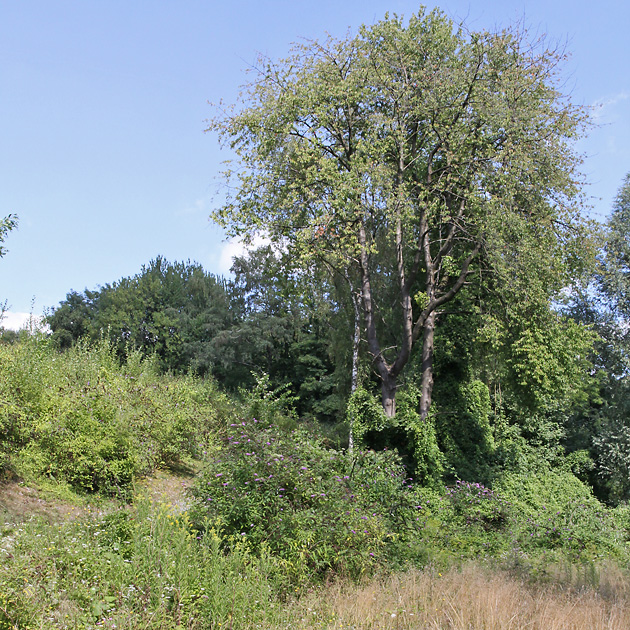 Krautzone, Strauchzone, Wald