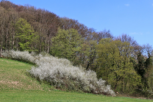 Strauchzone am Waldrand