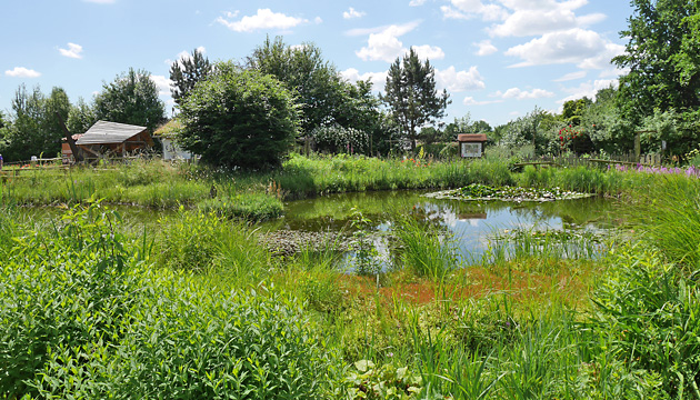 Künstliche Biotope Gartenweiher bzw. teich