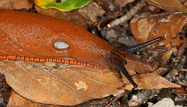 Wegschnecke