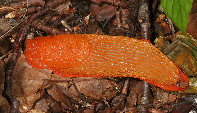 Wegschnecke