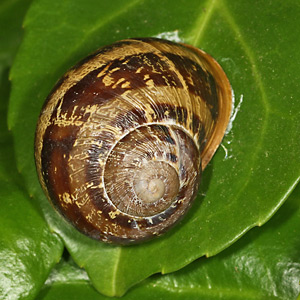 Gefleckte Weinbergschnecke