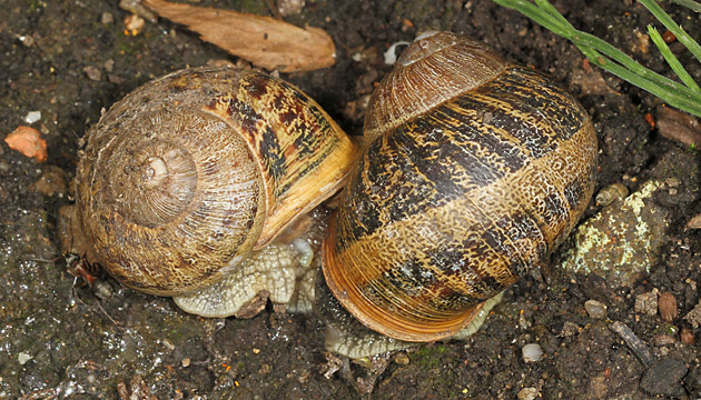 Gefleckte Weinbergschnecke