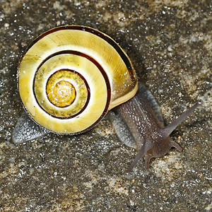 Garten-Bänderschnecke