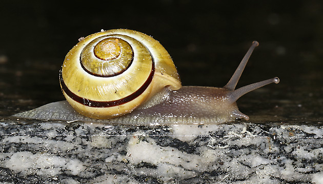 Garten-Bänderschnecke