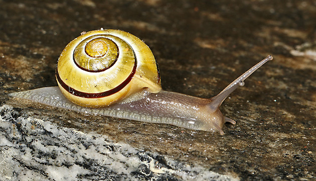 Garten-Bänderschnecke