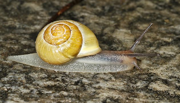 Garten-Bänderschnecke