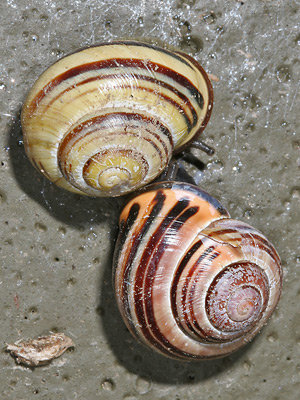 Cepaea nemoralis