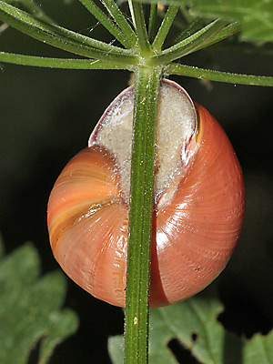 Cepaea nemoralis