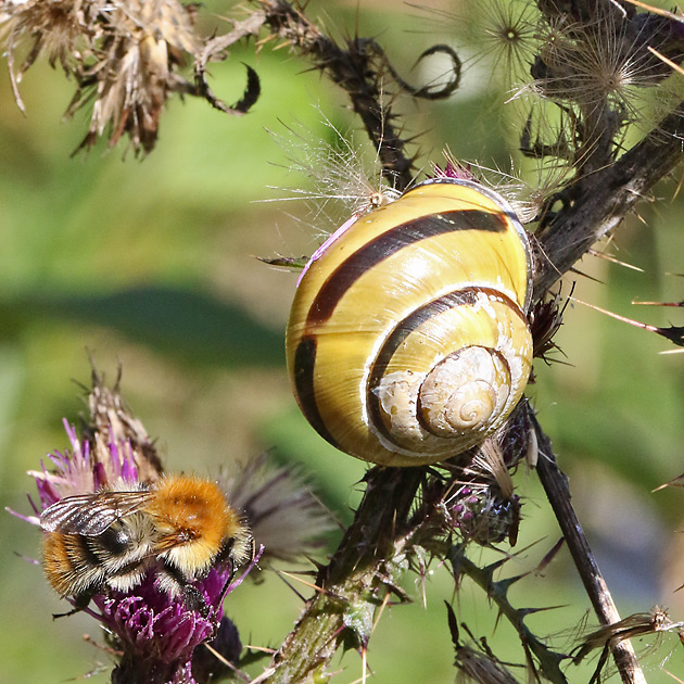 Hain-Bänderschnecke