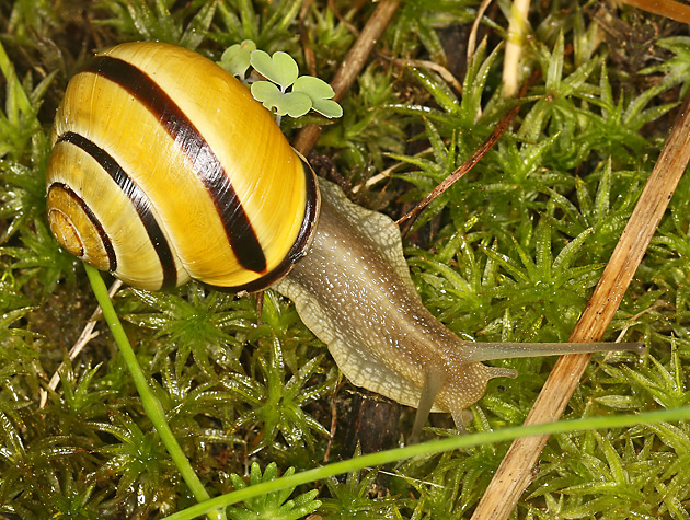 Hain-Bänderschnecke