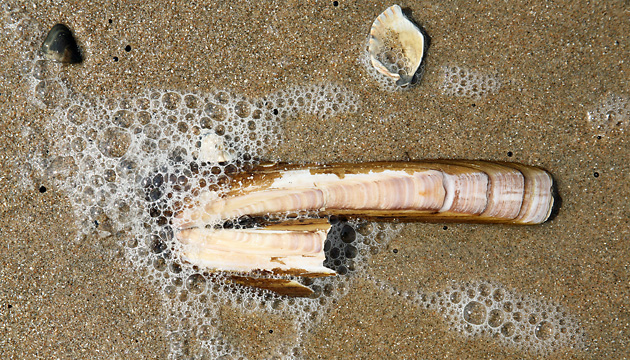 Scheidenmuscheln