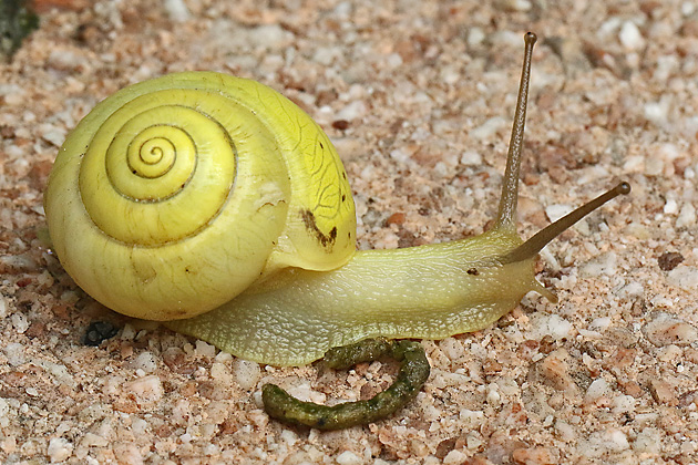 Kartäuserschnecke