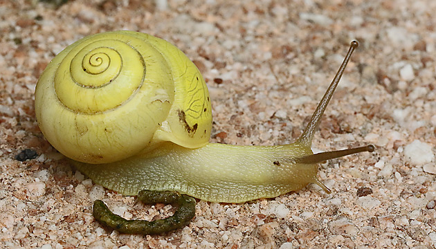 Genabelte Strauchschnecke