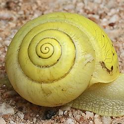 Genabelte Strauchschnecke