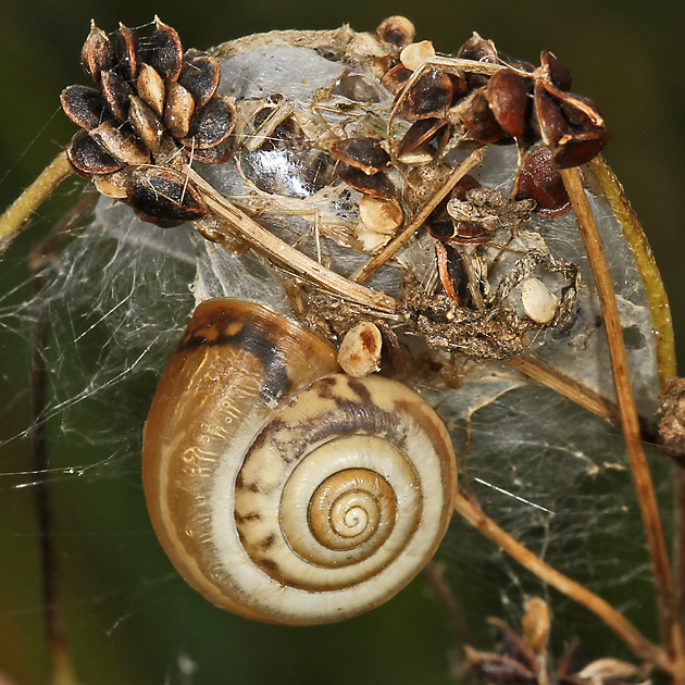 Helicella itala