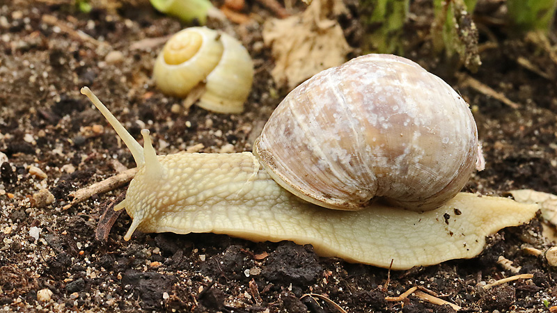 Weinbergschnecke