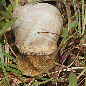 Weinbergschnecke