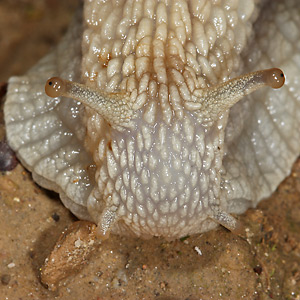 Weinbergschnecke