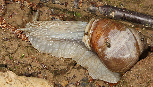 Weinbergschnecke