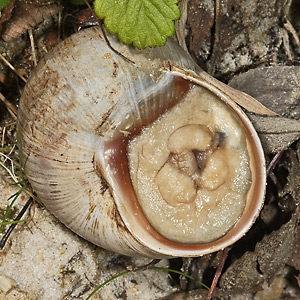 Weinbergschnecke