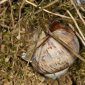 Weinbergschnecke