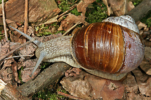 Weinbergschnecke