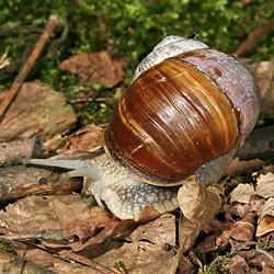 Weinbergschnecke