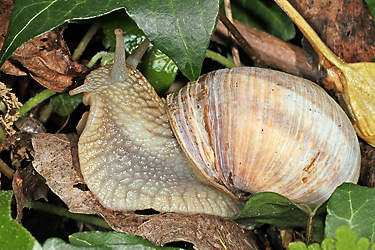 Weinbergschnecke