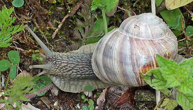 Weinbergschnecke