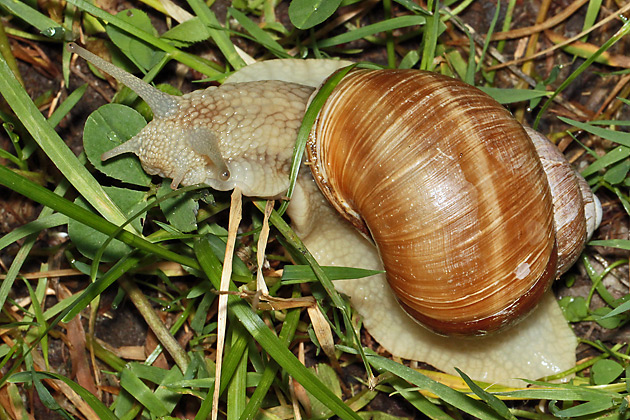 Weinbergschnecke