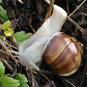 Weinbergschnecke