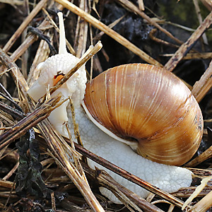 Weinbergschnecke