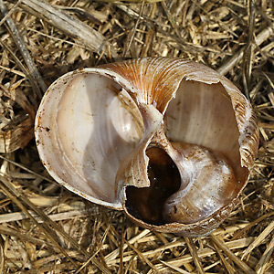 Zerstörtes Weinbergschneckengehäuse