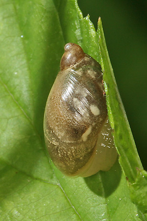 Succinea putris