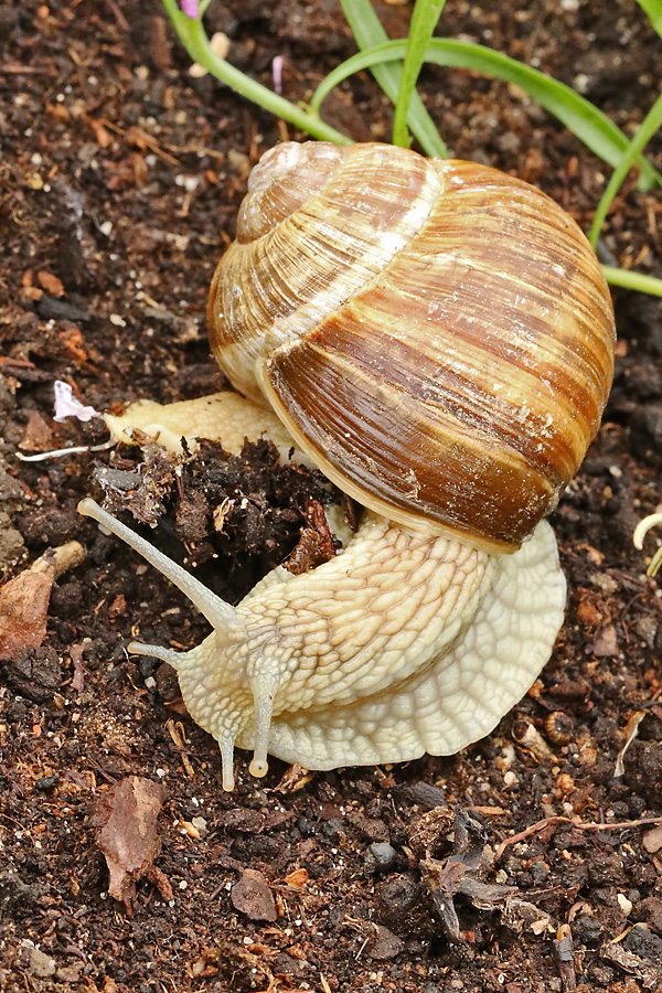 Weinbergschnecke