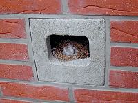 Typ 13: Hasselfelft-Art. NIH Typ 13: Hasselfelft-Art. NIH