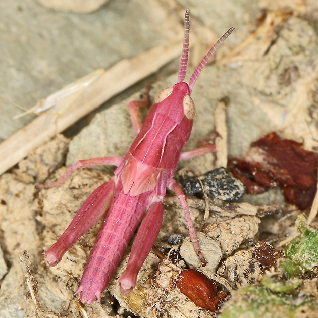 Chorthippus biguttulus (26.6.2023) Chorthippus biguttulus