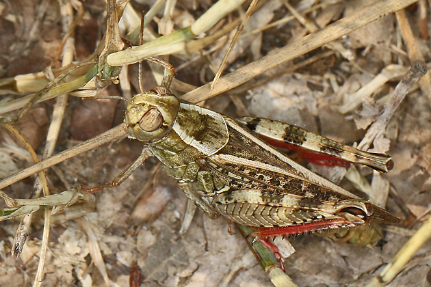 Calliptamus italicus